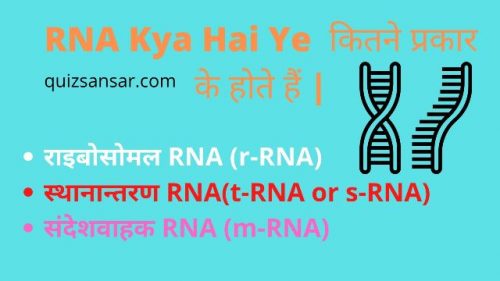 RNA Kya Hai Ye कितने प्रकार के होते हैं