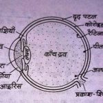 मानव नेत्र ( Humen Eye ) का कार्य , संरचना , दोष एवं निवारण
