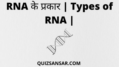 RNA के प्रकार | Types Of RNA |
