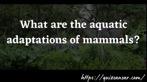 What are the aquatic adaptations of mammals?